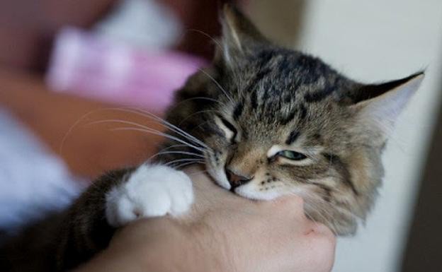 Una mujer muere por la mordedura de un gato Una mujer muere por la mordedura de un gato