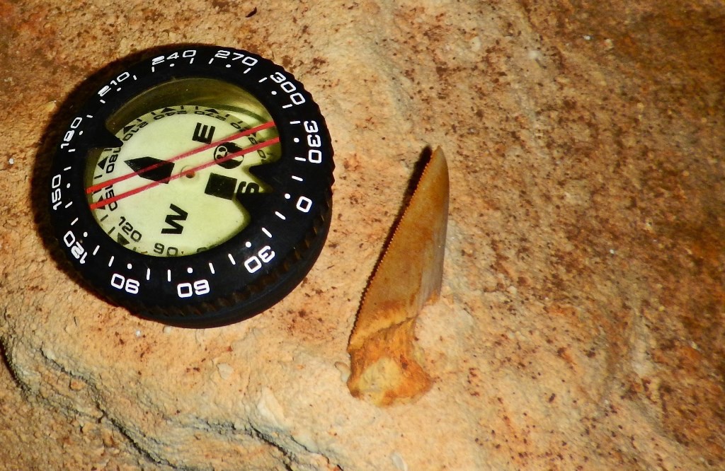 Hallan fósil de tiburón prehistórico en Yucatán Hallan fósil de tiburón prehistórico en Yucatán