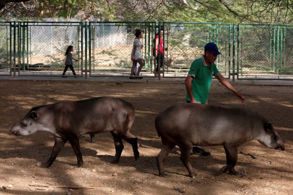 Investigan robo de animales en Venezuela Investigan robo de animales en Venezuela