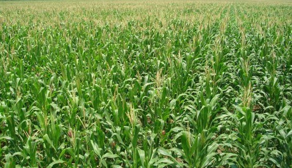 Campo yucateco crece a pasos agigantados