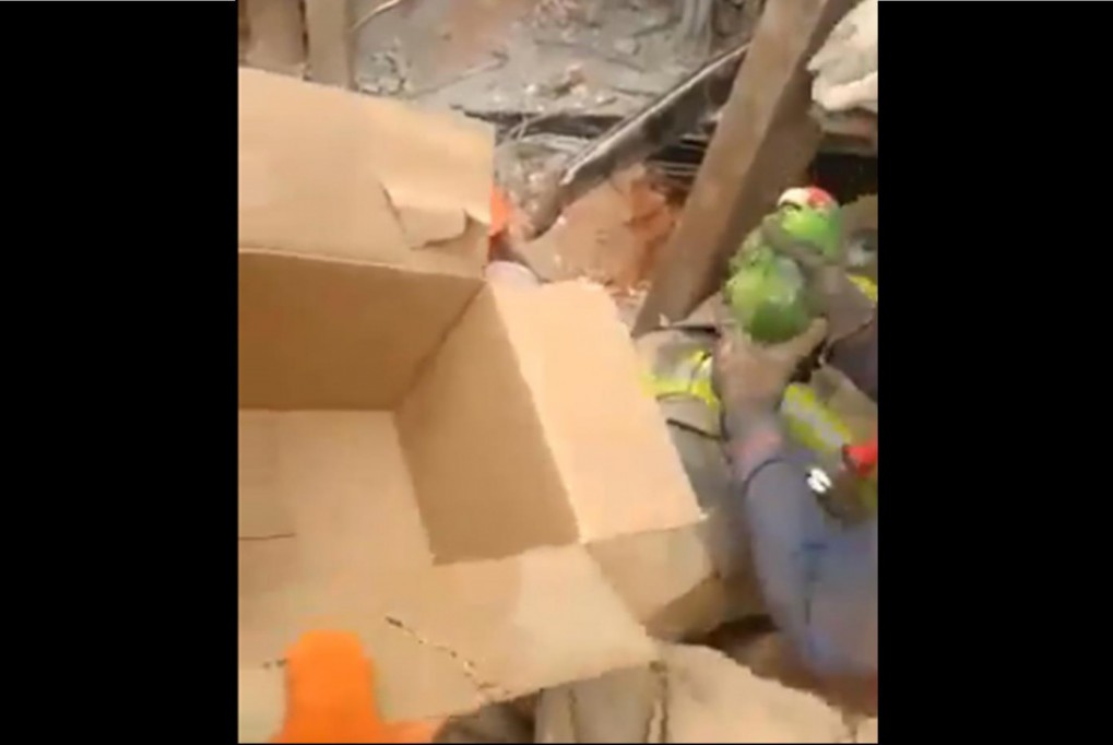 Rescatan a periquito de entre los escombros Rescatan a periquito de entre los escombros