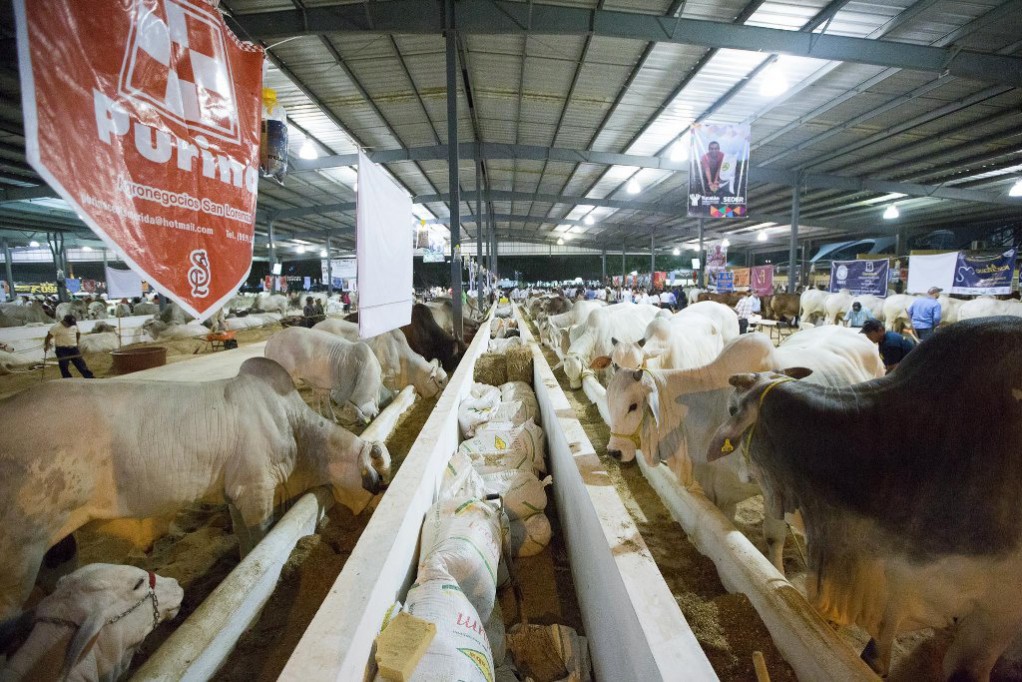 Habrá una amplia muestra ganadera en X'matkuil Habrá una amplia muestra ganadera en X'matkuil