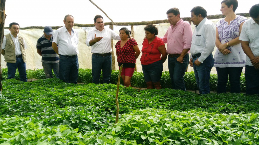CDI supervisa en Tizimín 3 proyectos productivos CDI supervisa en Tizimín 3 proyectos productivos