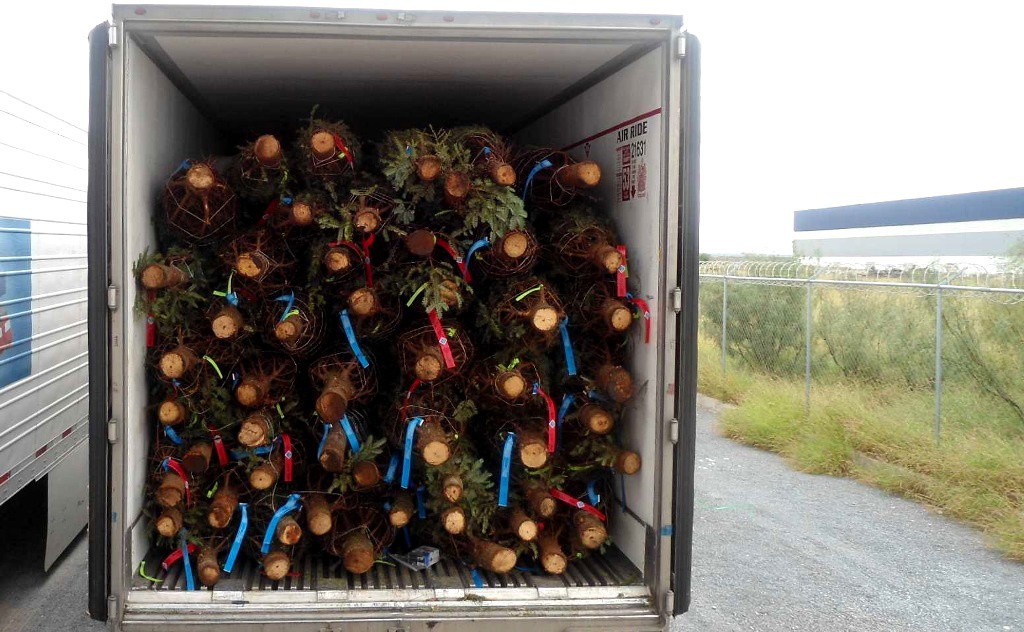 Más de 6 mil árboles navideños llegan a Yucatán Más de 6 mil árboles navideños llegan a Yucatán