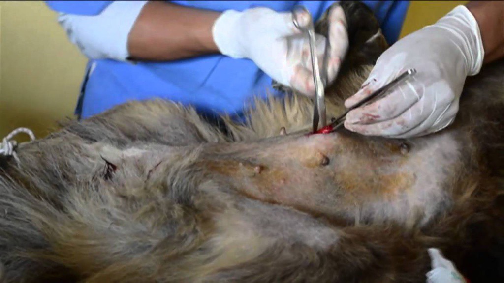 Comienzan a esterilizar perros y gatos en Tizimín Comienzan a esterilizar perros y gatos en Tizimín