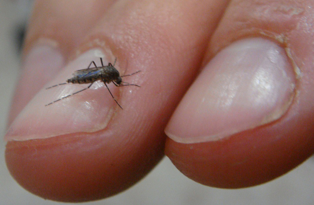 Sin aedes aegypti hasta el momento Sin aedes aegypti hasta el momento