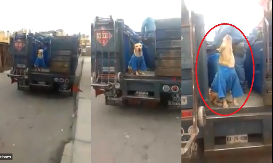 Perro aúlla para “vender” Gas LP Perro aúlla para “vender” Gas LP
