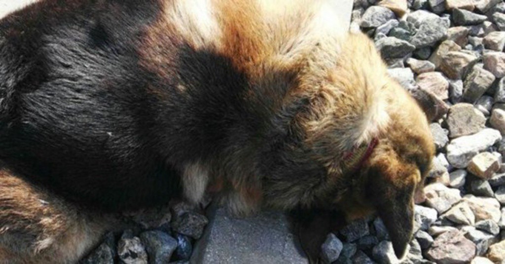 Escandaliza las redes muerte de perros en España Escandaliza las redes muerte de perros en España