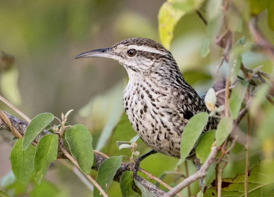 En peligro de extinción dos especies en Yucatán En peligro de extinción dos especies en Yucatán