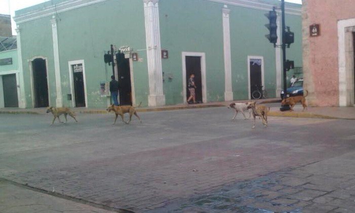Proponen qué hacer con perros callejeros en Valladolid Proponen qué hacer con perros callejeros en Valladolid