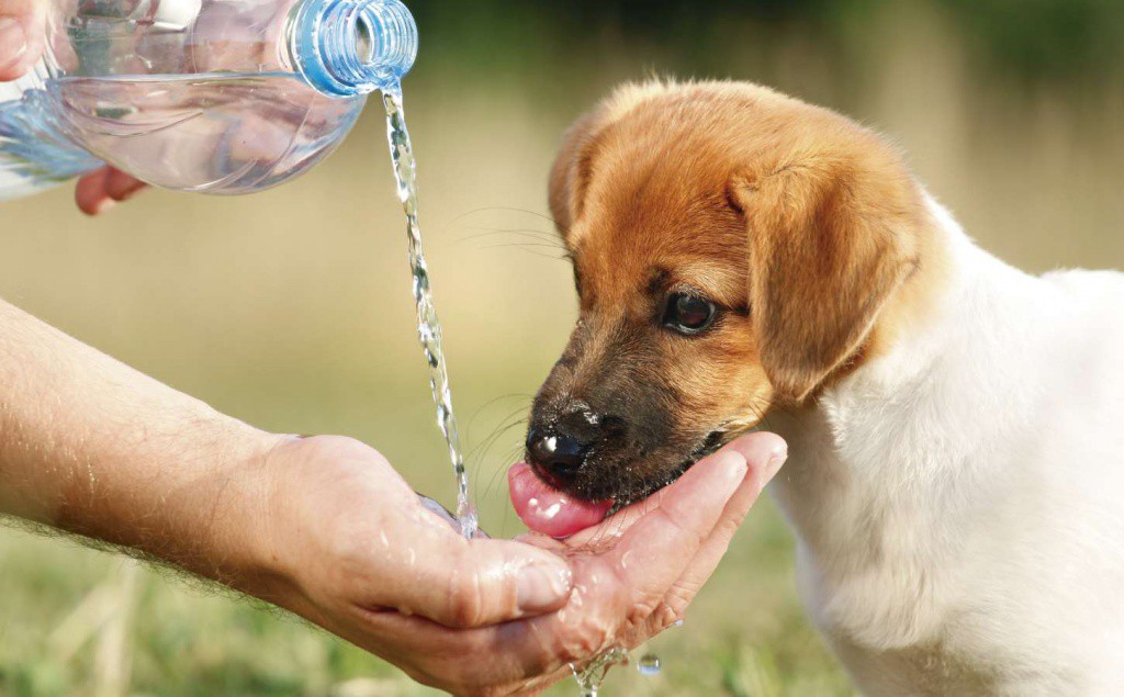 Cuide a sus mascotas en la temporada de calor Cuide a sus mascotas en la temporada de calor