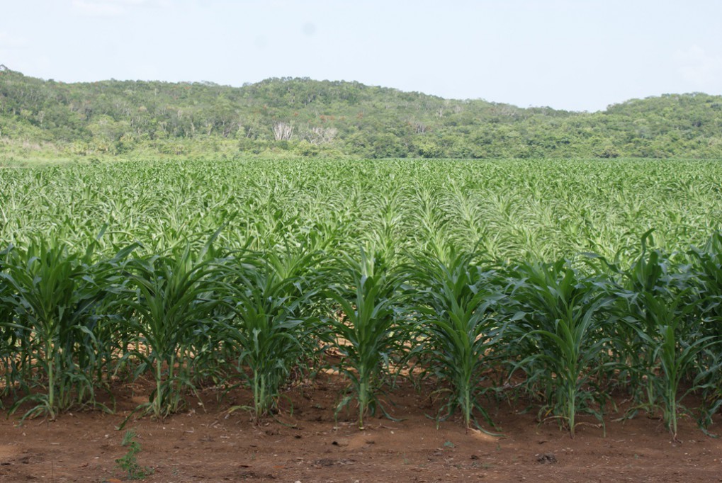 Exigen a candidatos propuestas para el campo Exigen a candidatos propuestas para el campo