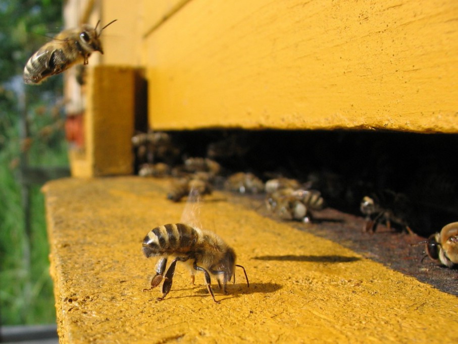 Este 20 de mayo es el Día Mundial de las Abejas Este 20 de mayo es el Día Mundial de las Abejas
