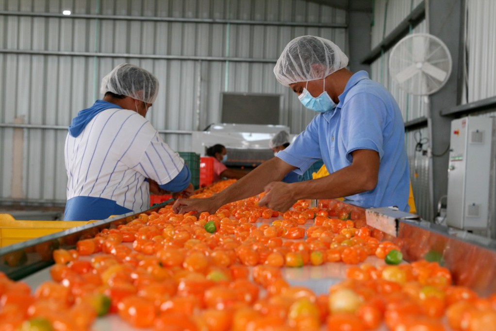 Chile Habanero en la industria farmacéutica Chile Habanero en la industria farmacéutica