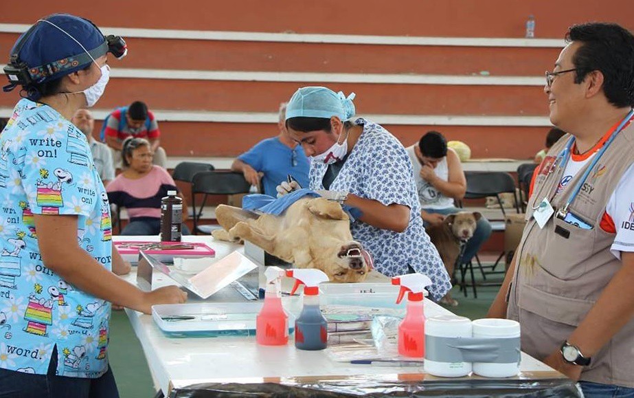 100 mascotas fueron esterilizadas en Tizimín 100 mascotas fueron esterilizadas en Tizimín