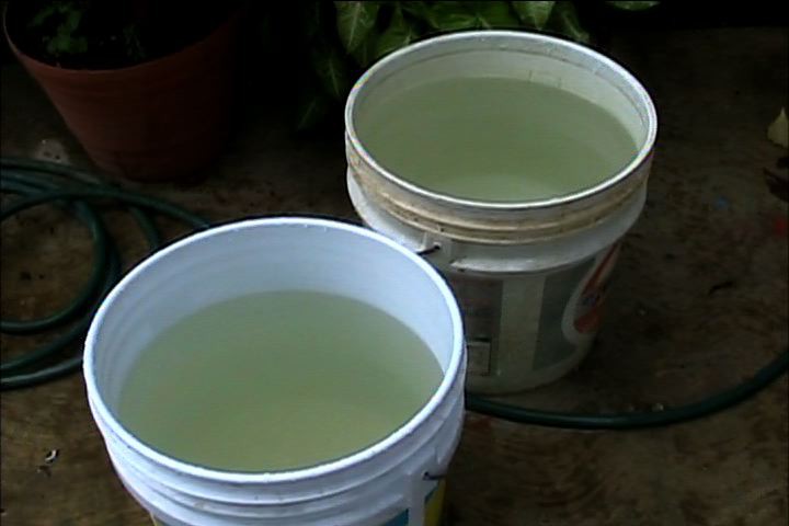 Piden apoyo por falta de agua en Sisal Piden apoyo por falta de agua en Sisal