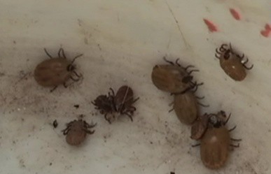 Plaga de garrapatas inunda casa de Tizimín Plaga de garrapatas inunda casa de Tizimín