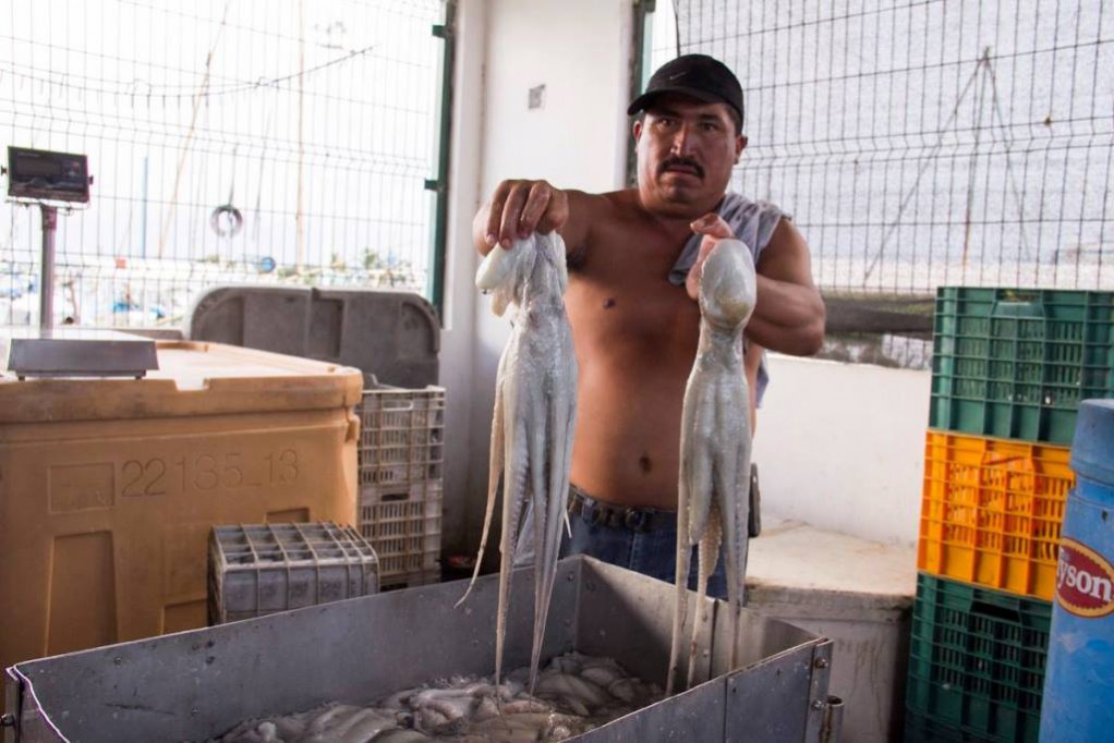 Sube el precio del pulpo Sube el precio del pulpo