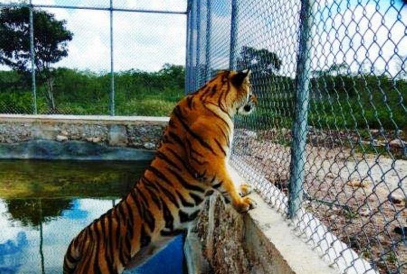 Profepa aseguró dos tigres de Bengala Profepa aseguró dos tigres de Bengala