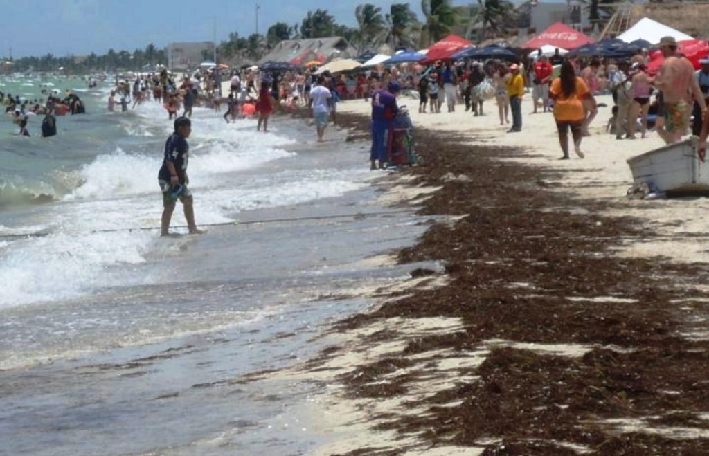 Sargazo afectaría las costas yucatecas Sargazo afectaría las costas yucatecas
