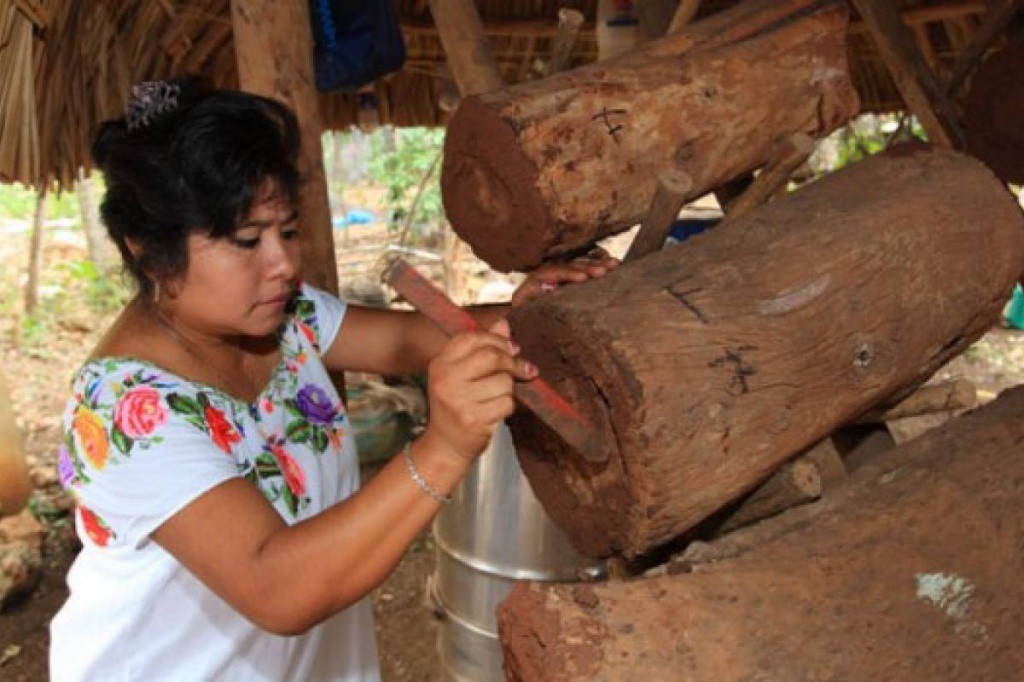 Buscan rescatar la meliponicultura Buscan rescatar la meliponicultura