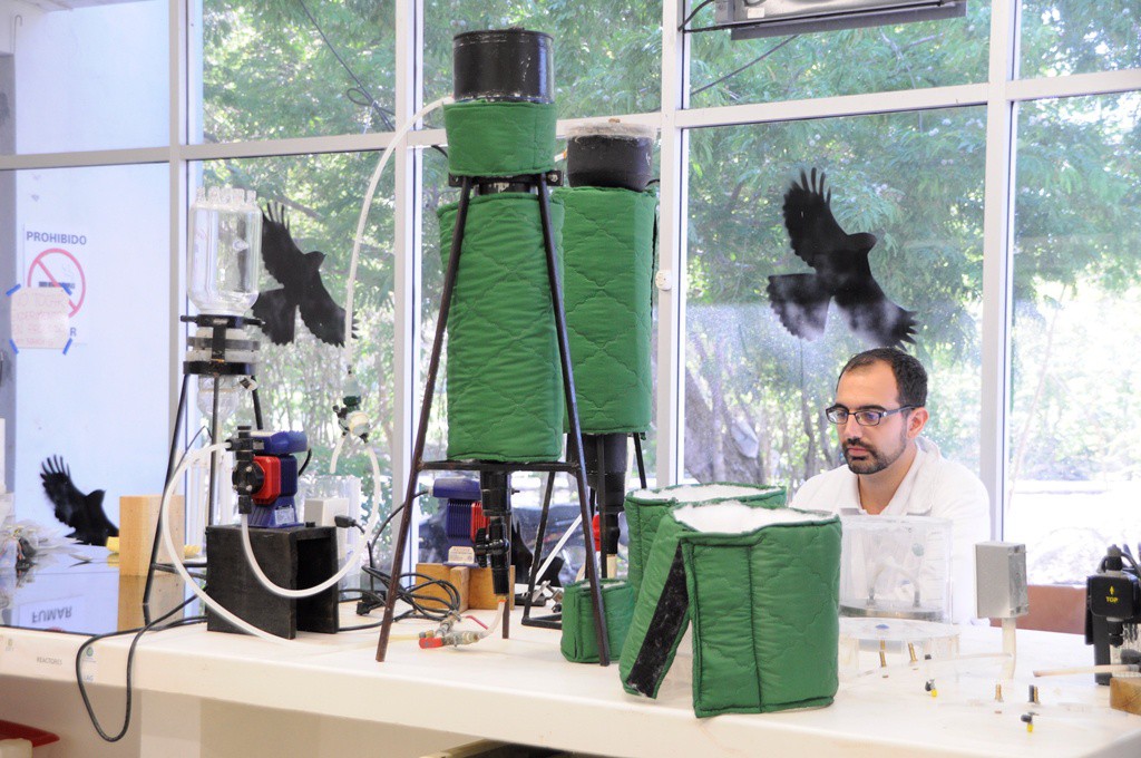 Producen biogás a partir de sargazo Producen biogás a partir de sargazo