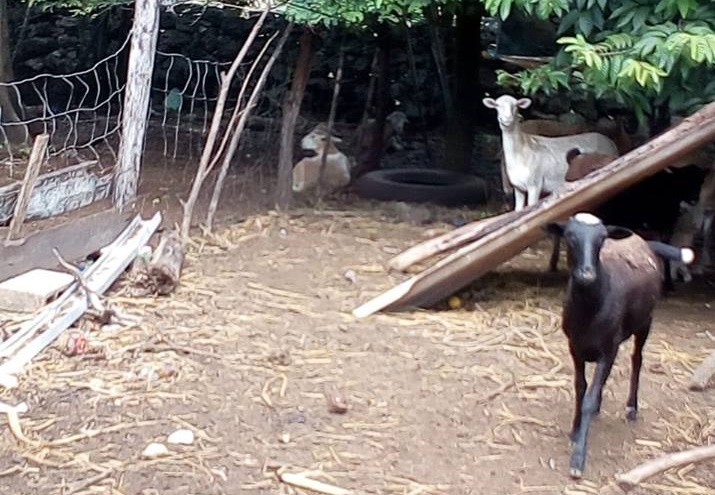 Atención a quejas ciudadanas y combate frontal a terrenos baldíos Atención a quejas ciudadanas y combate frontal a terrenos baldíos