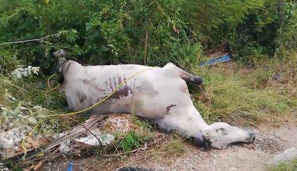 Encuentran caballos muertos en un terreno Encuentran caballos muertos en un terreno