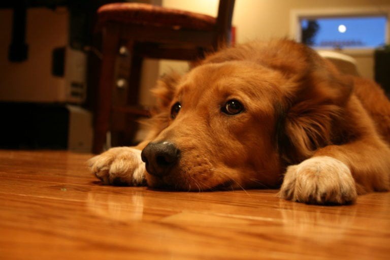 ¿Cómo afecta la pirotecnia a las mascotas? ¿Cómo afecta la pirotecnia a las mascotas?
