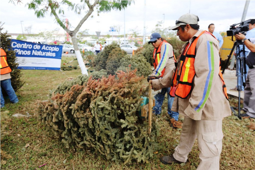 Abrirán centros de acopio para árboles navideños Abrirán centros de acopio para árboles navideños