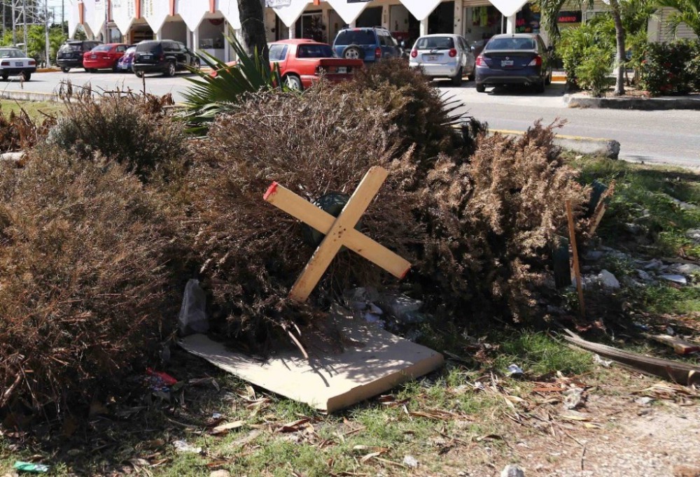 Continúa el acopio de arbolitos de navidad Continúa el acopio de arbolitos de navidad
