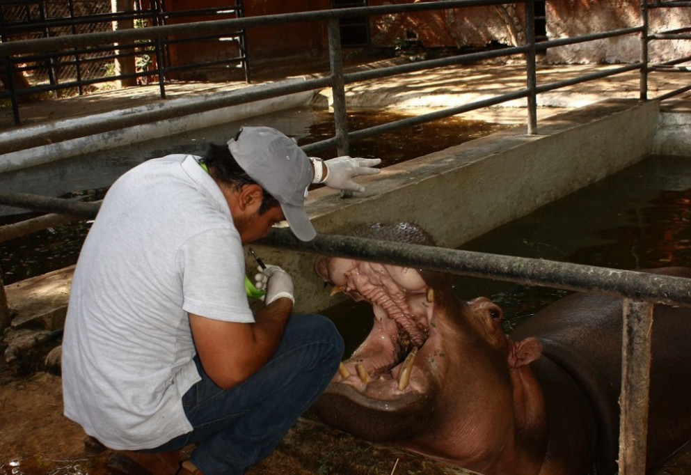 Mejoran atención a animales en zoológicos de Mérida Mejoran atención a animales en zoológicos de Mérida