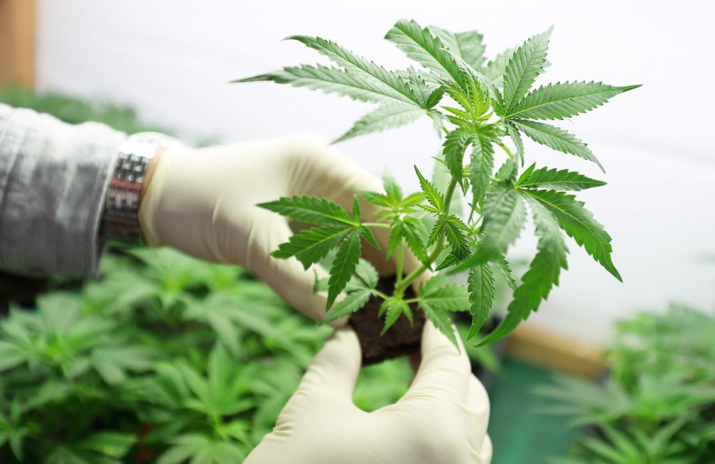 México no está listo para legalizar la marihuana México no está listo para legalizar la marihuana