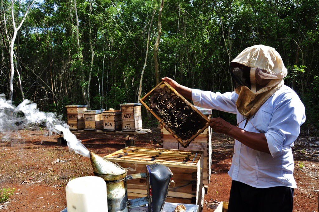 En riesgo la producción de miel en Yucatán En riesgo la producción de miel en Yucatán