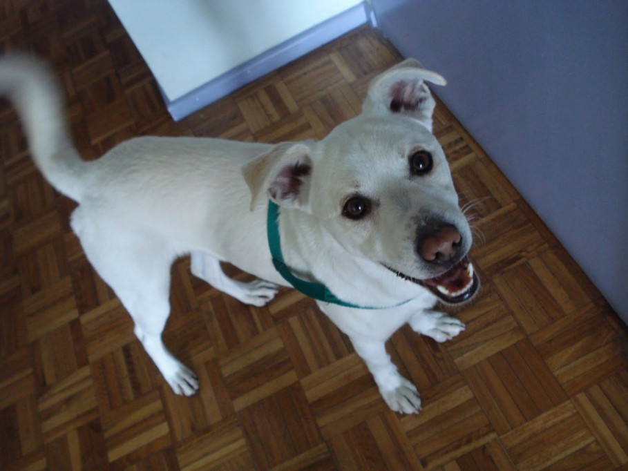 "Malix", el perro más común en la Península "Malix", el perro más común en la Península
