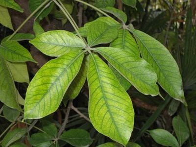 Las hojas de zapote disminuyen los niveles de colesterol y triglicéridos Las hojas de zapote disminuyen los niveles de colesterol y triglicéridos