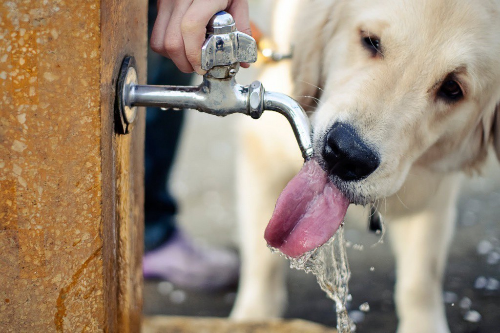 Cuide a sus mascotas en la temporada de calor Cuide a sus mascotas en la temporada de calor