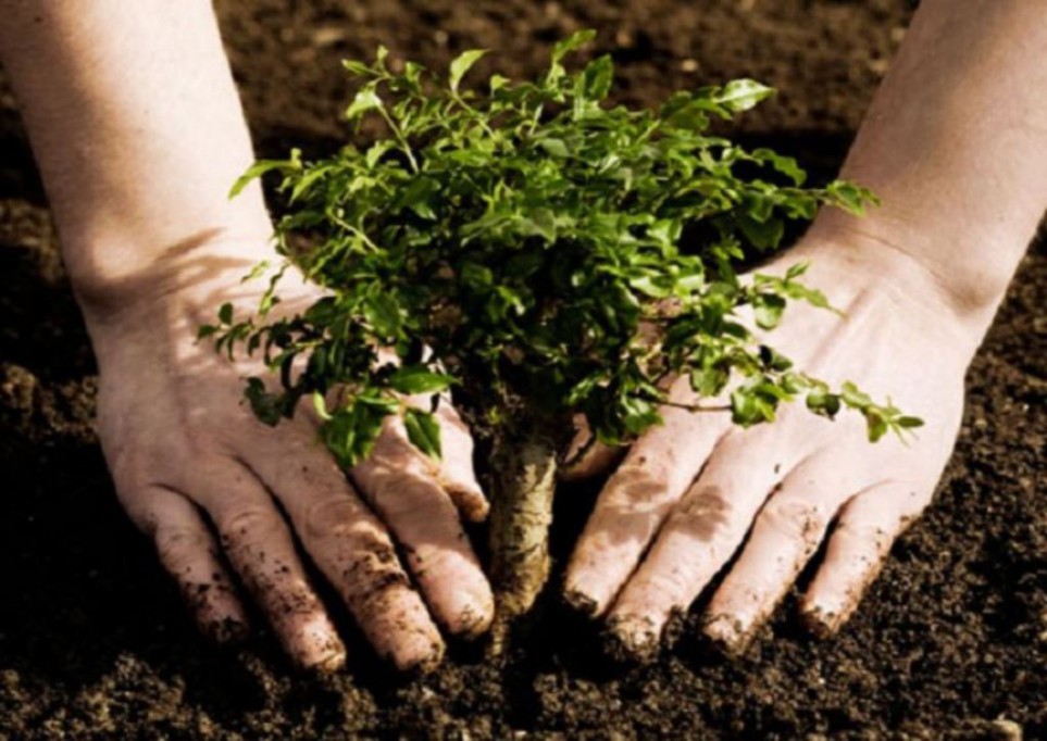 Programa de arborización en estacionamientos y espacios públicos Programa de arborización en estacionamientos y espacios públicos
