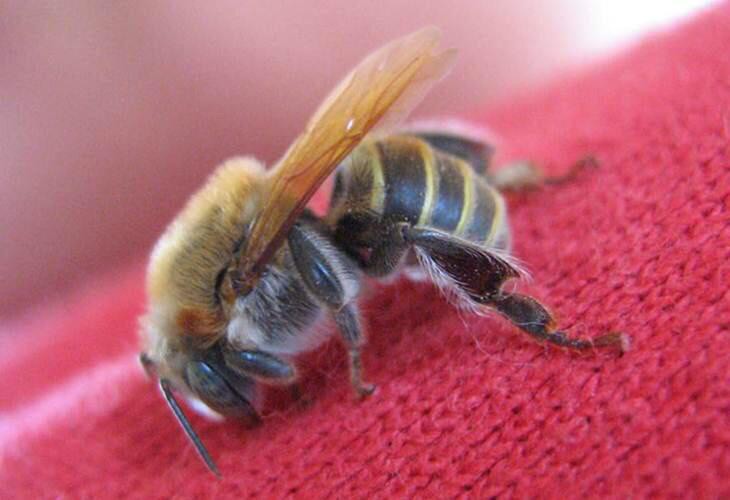 Promueven la reproducción de Abejas Reina Promueven la reproducción de Abejas Reina
