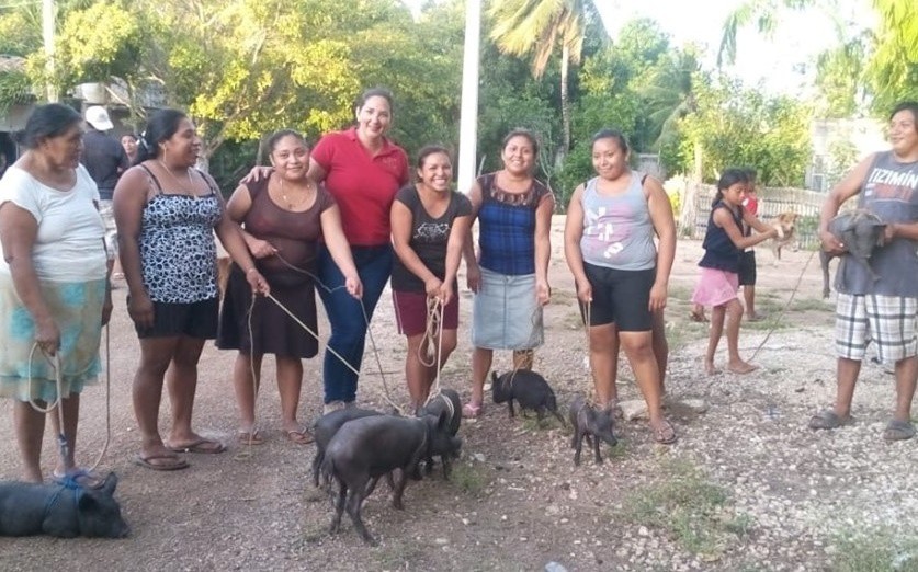 Donan lote de cerdos pelones en comisaría de Tizimín Donan lote de cerdos pelones en comisaría de Tizimín