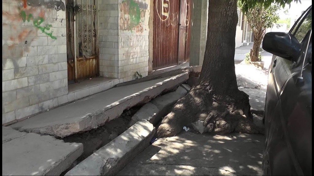 Verifique antes de romper una banqueta para plantar un árbol Verifique antes de romper una banqueta para plantar un árbol