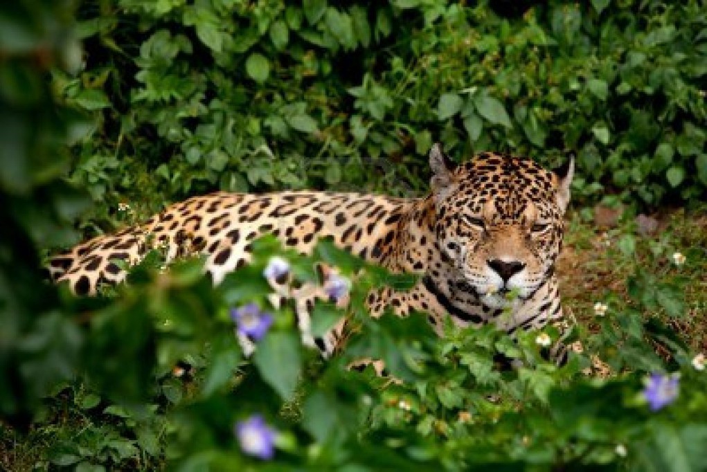 Generan acciones para preservar la selva en la península a través del proyecto “Selva del jaguar maya” Generan acciones para preservar la selva en la península a través del proyecto “Selva del jaguar maya”