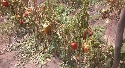 Agricultores de Calotmul temen daños a sus cultivos por fumigación aérea Agricultores de Calotmul temen daños a sus cultivos por fumigación aérea