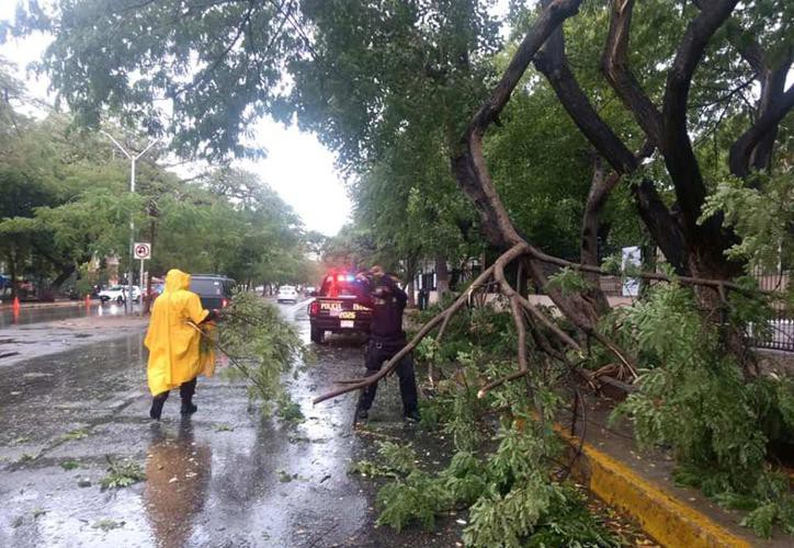 Reportan árboles caídos por lluvia en Mérida Reportan árboles caídos por lluvia en Mérida