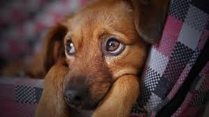 Para los perros, la pirotecnia equivale a un impacto de bala Para los perros, la pirotecnia equivale a un impacto de bala