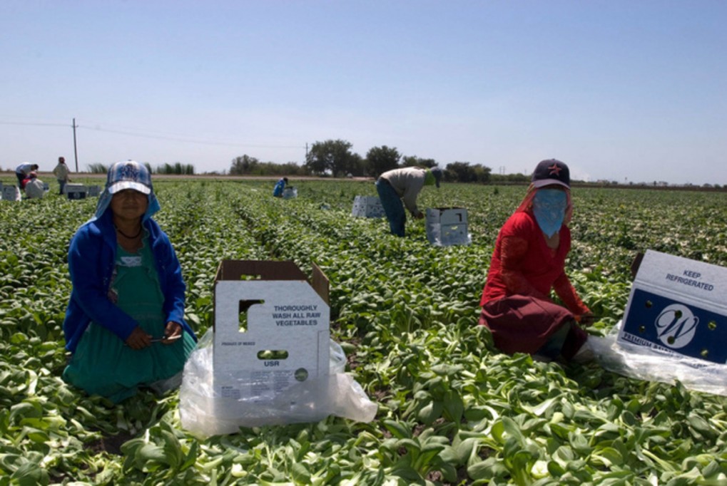 Canadá contrató a más de 400 yucatecos para labores agrarias Canadá contrató a más de 400 yucatecos para labores agrarias