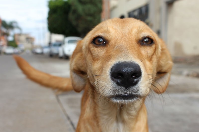 Preocupa sobrepoblación de perros y gatos Preocupa sobrepoblación de perros y gatos