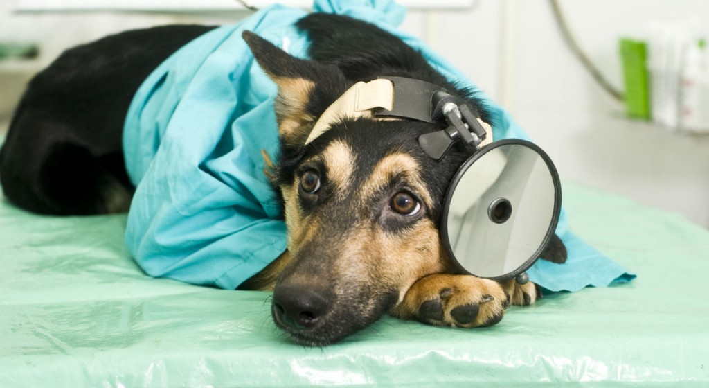 Parvovirus, amenaza a las mascotas en temporada de calor Parvovirus, amenaza a las mascotas en temporada de calor