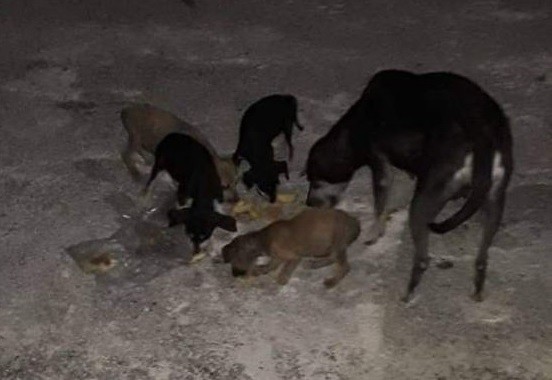 Tizimileña pide comida para animales rescatados Tizimileña pide comida para animales rescatados