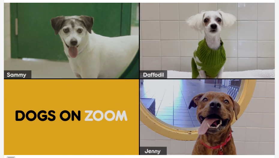 En Estados Unidos crean “Dogs on Zoom” En Estados Unidos crean “Dogs on Zoom”
